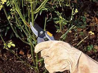 Pruning Guide Photo