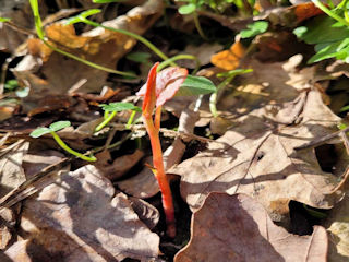 japanese knotweed 920x920