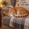 Cat Alseep on a chair