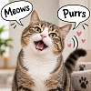 Meows Purrs
